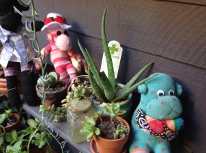 And some succulents